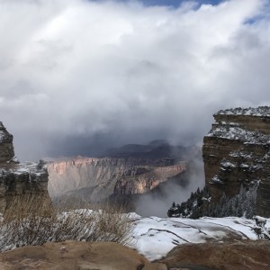Duck On Rock Grand Canyon Winter