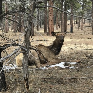 wildlife-grand-cayon-buck-wild-hummer-tours