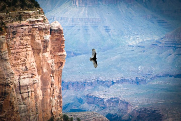 Bird flying at Grand Canyon