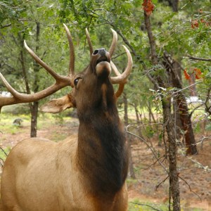 Animals Grand Canyon Buck Wild Hummer Tour