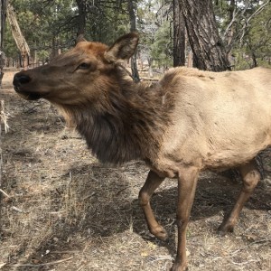 grand-canyon-wildlife-buck-wild-hummer-tours