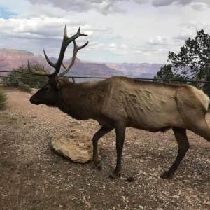 wildlife-viewing-buck-wild-grand-canyon-hummer-tours