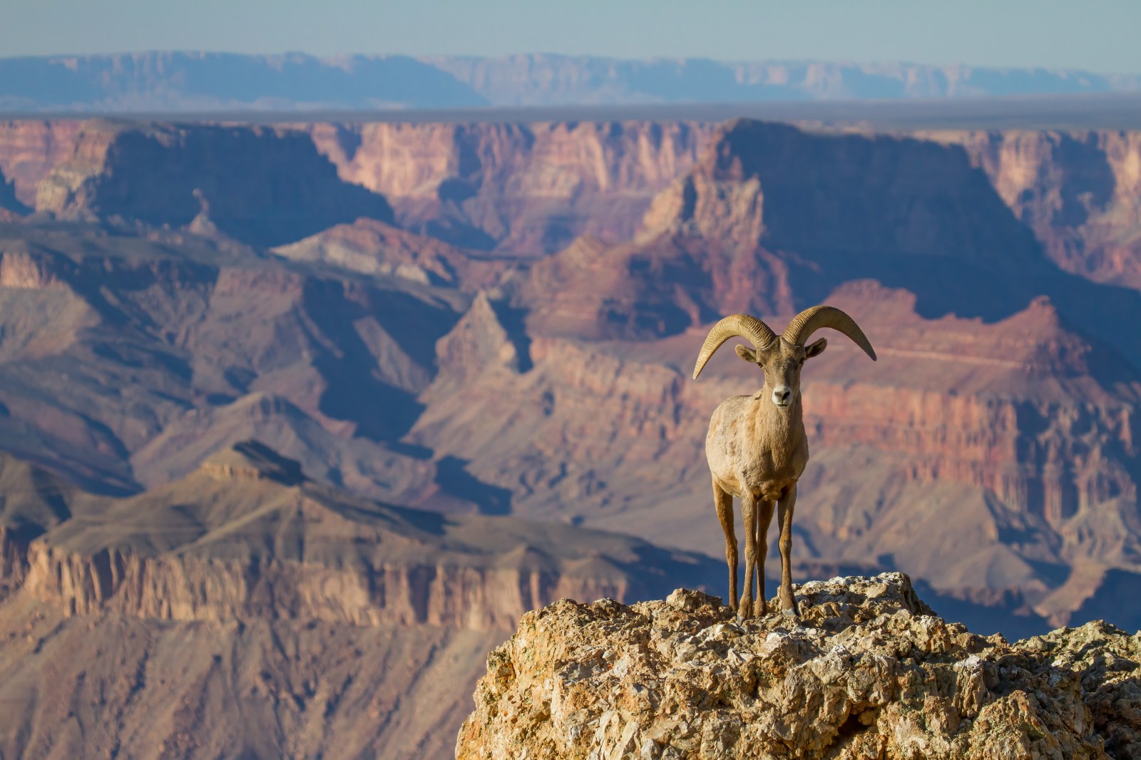 Big Horn Sheep at Grand Canyon National Park South Rim
